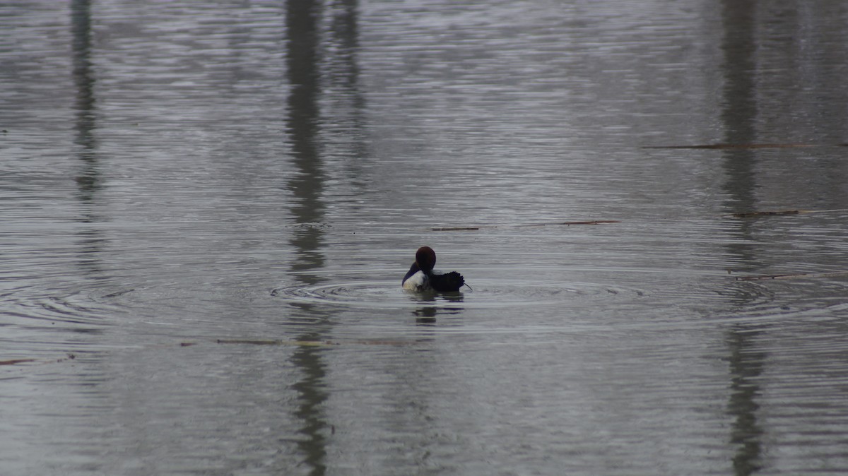 Common Pochard - ML613017316