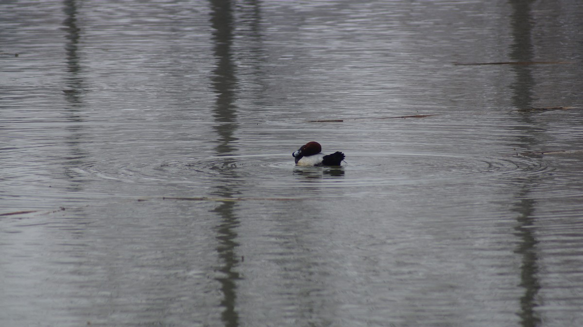 Common Pochard - ML613017318