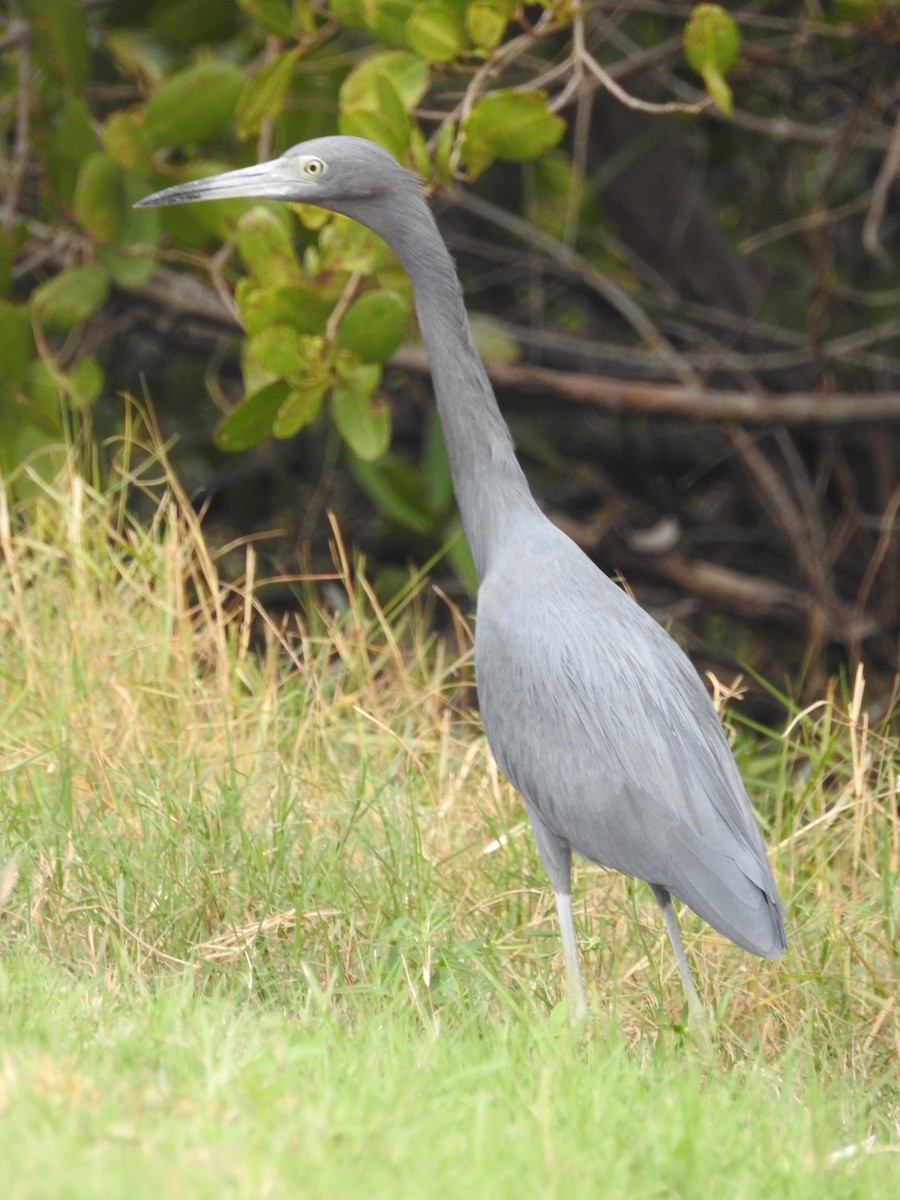 Little Blue Heron - Ariel Gonzalez