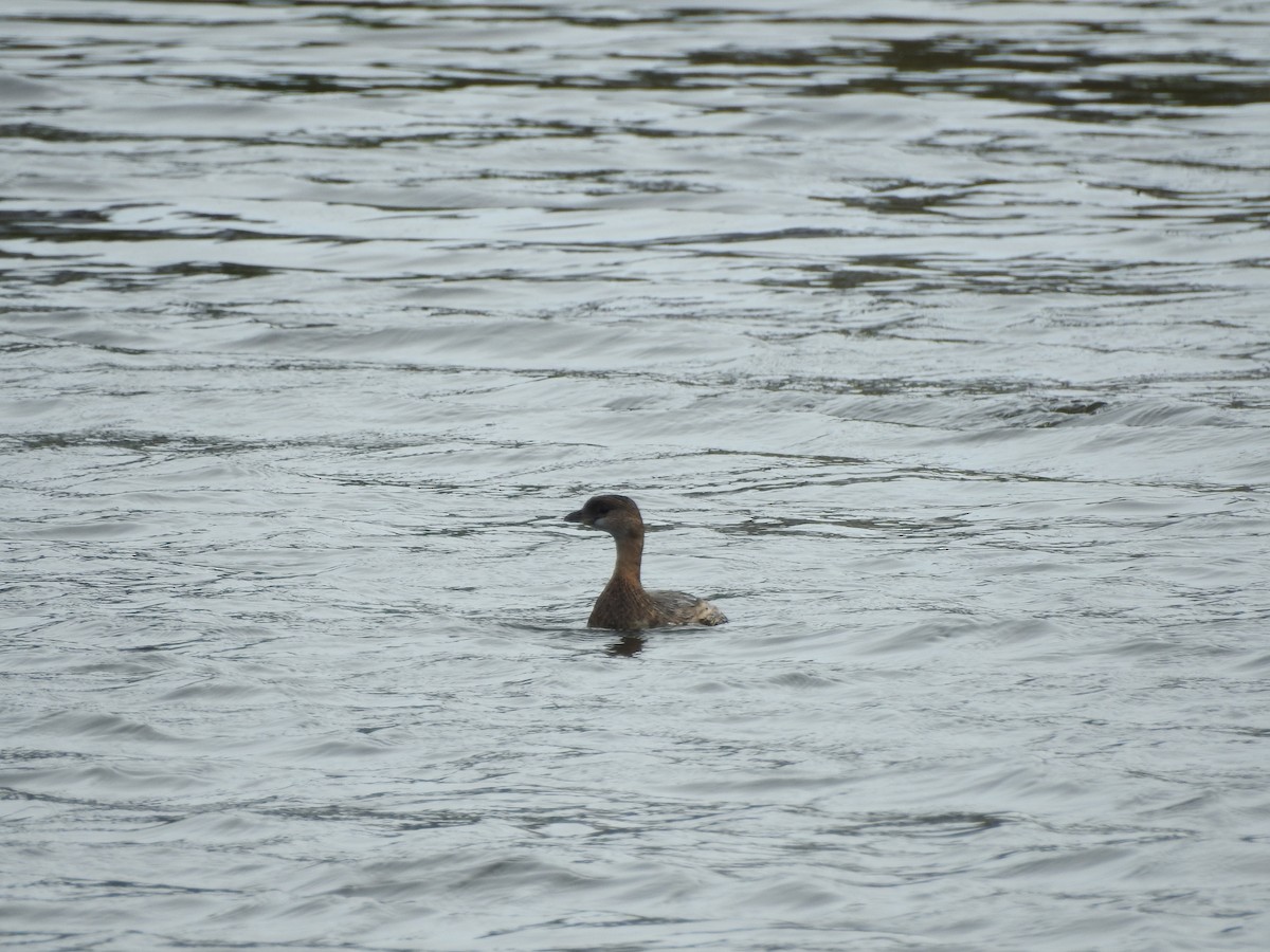 Pied-billed Grebe - ML613017350