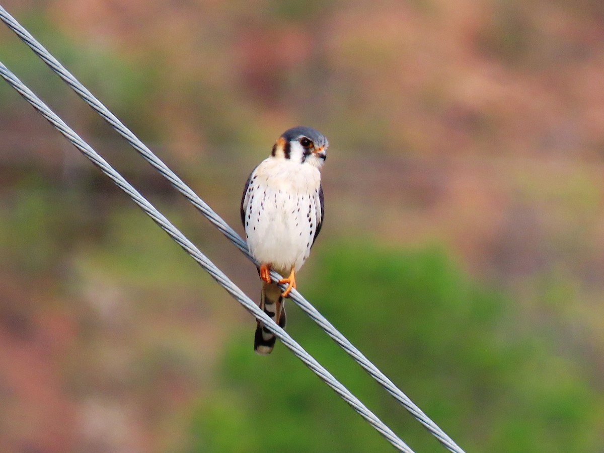 American Kestrel - Cynthia Tercero