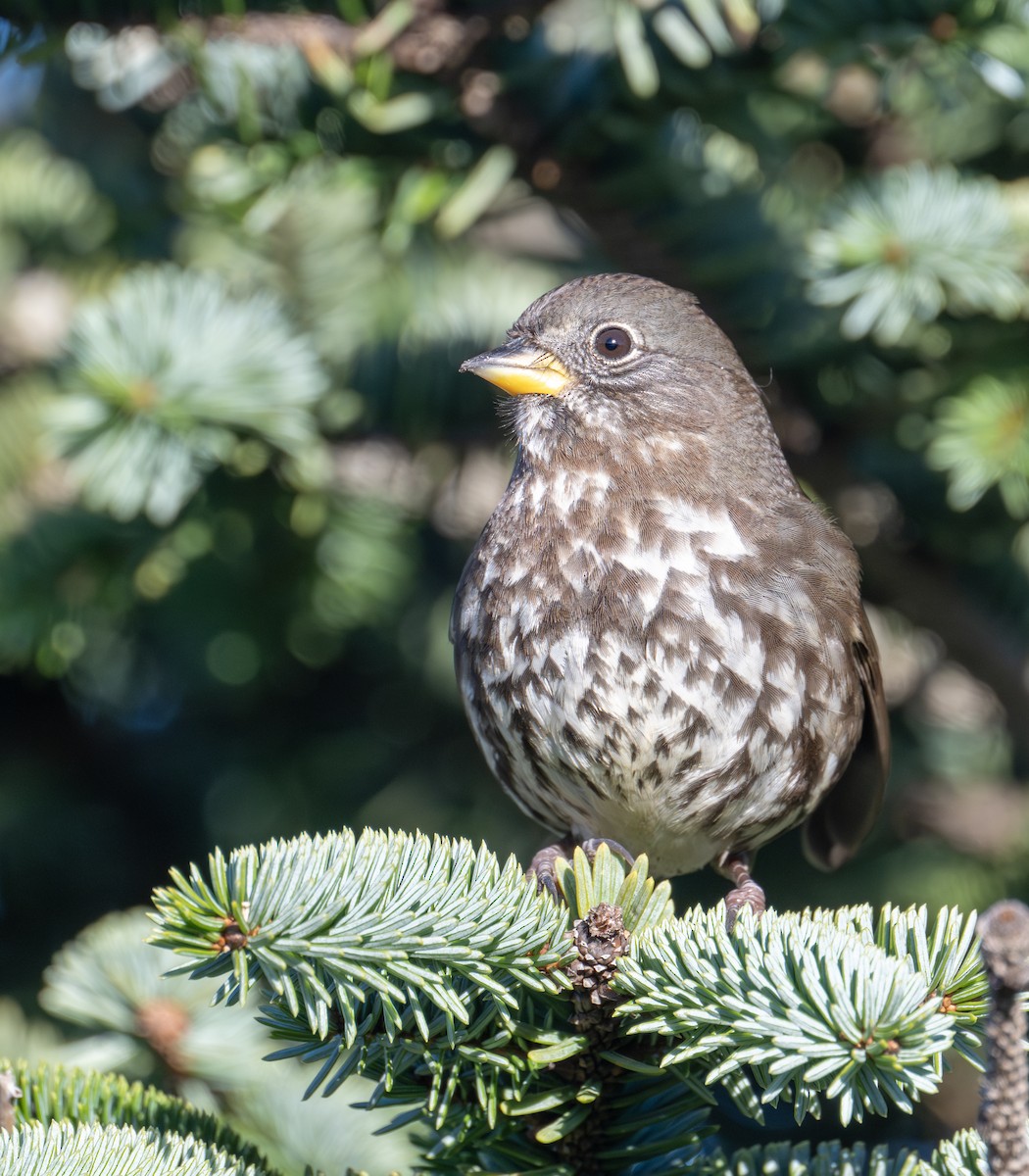 Fox Sparrow - ML613017377