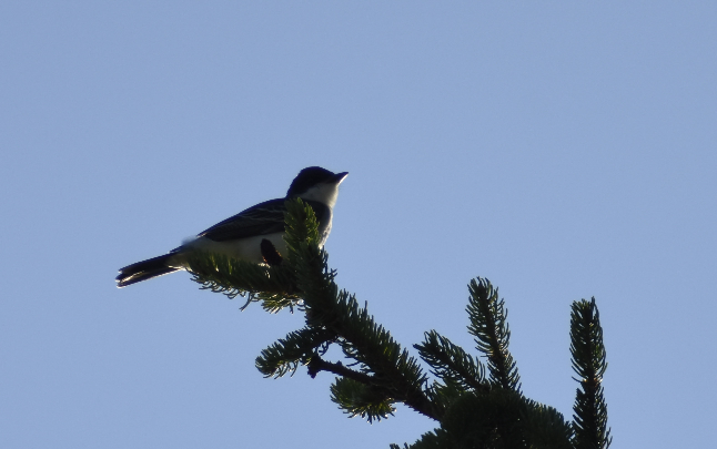 Eastern Kingbird - ML613017443