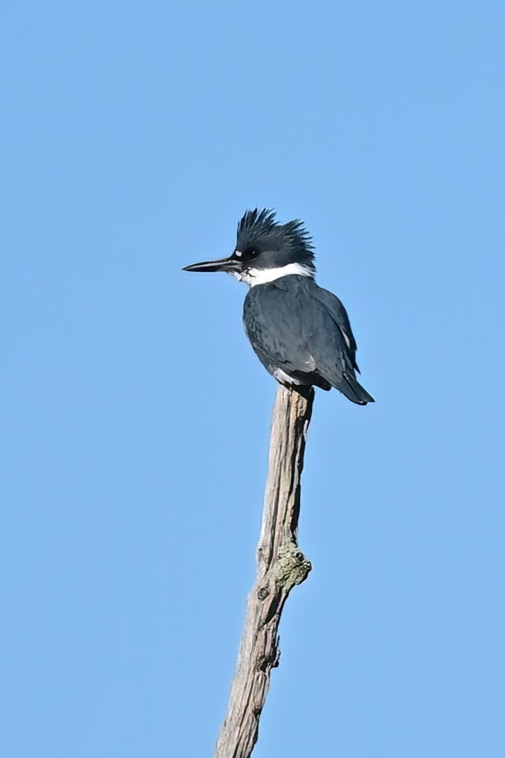 Belted Kingfisher - Eileen Gibney