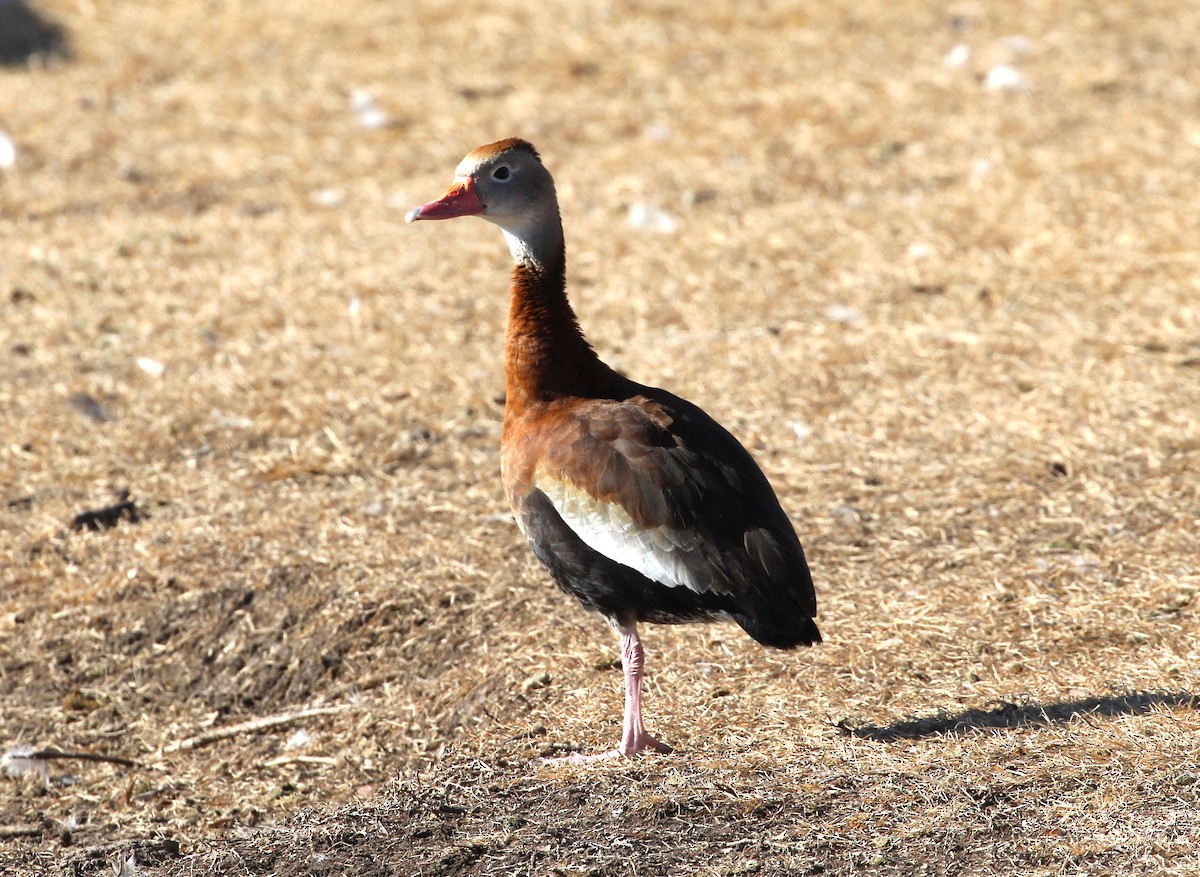 Black-bellied Whistling-Duck - ML613017501