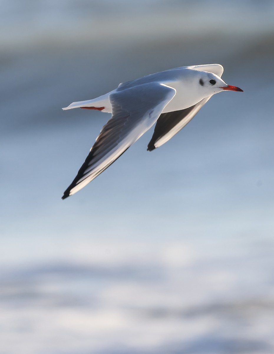 Black-headed Gull - ML613017503