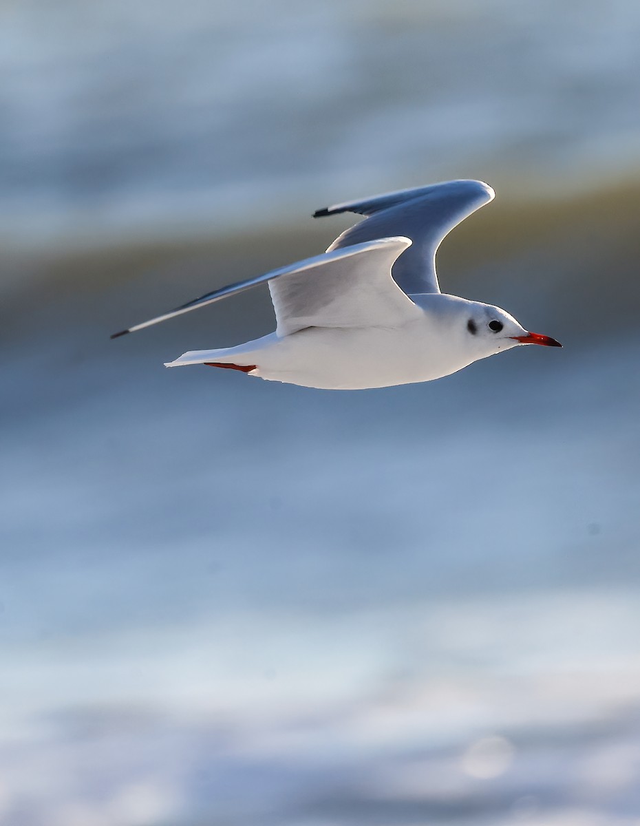 Black-headed Gull - ML613017508