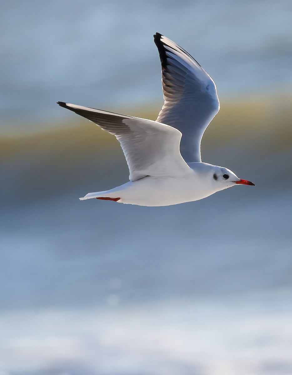 Black-headed Gull - ML613017513