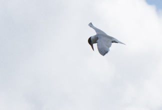 Caspian Tern - ML613017551