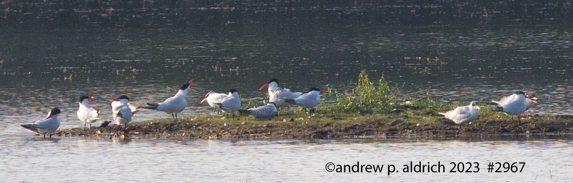 Caspian Tern - andrew aldrich