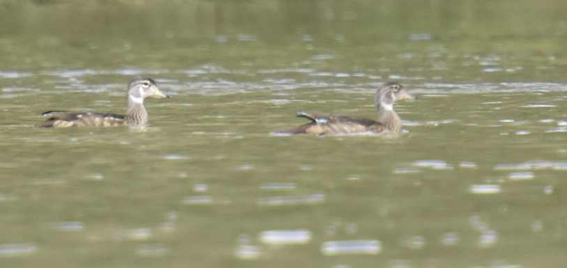 Wood Duck - ML613017596