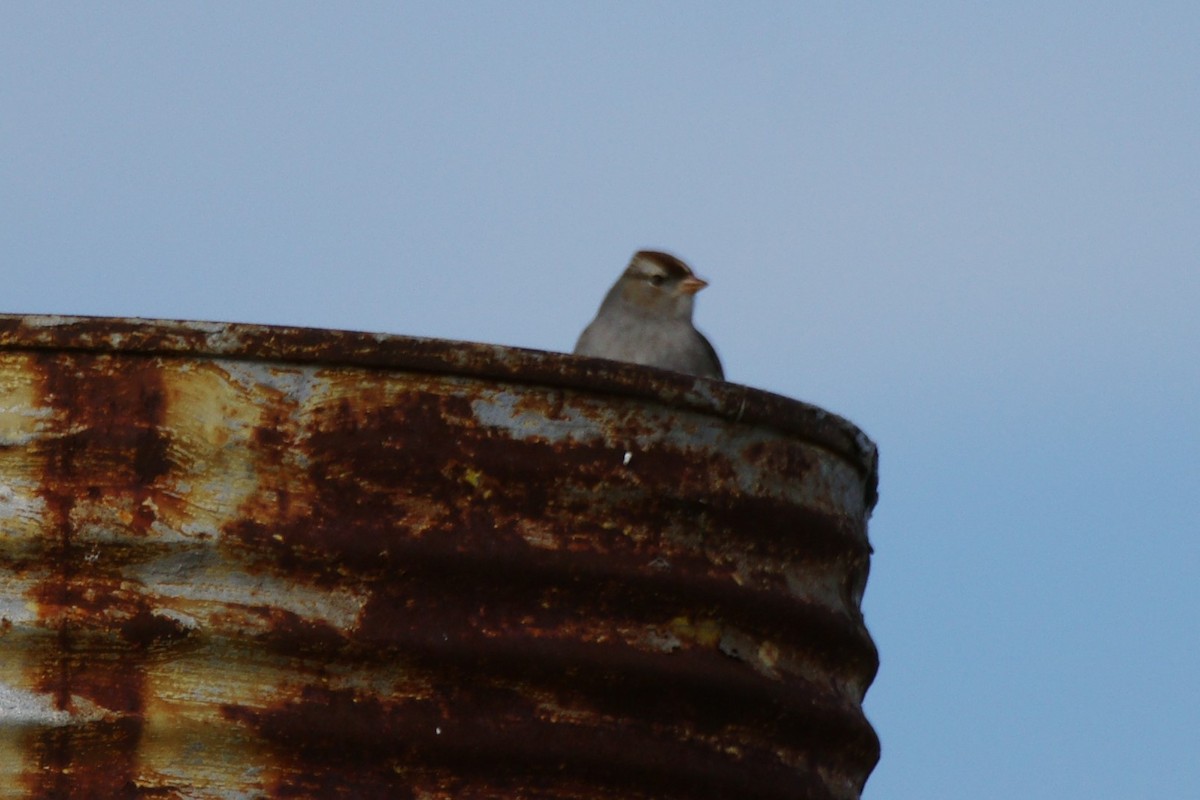 White-crowned Sparrow - ML613017597