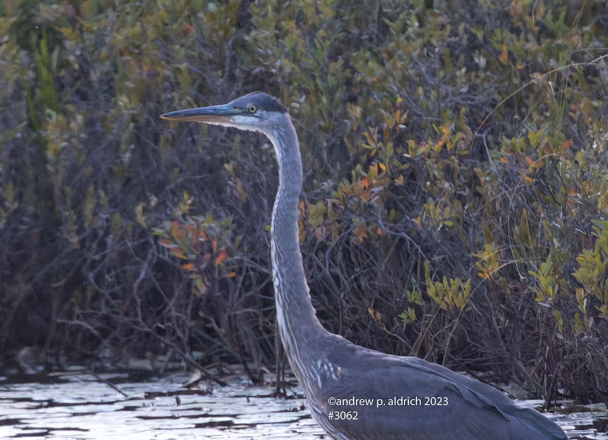 Great Blue Heron - andrew aldrich