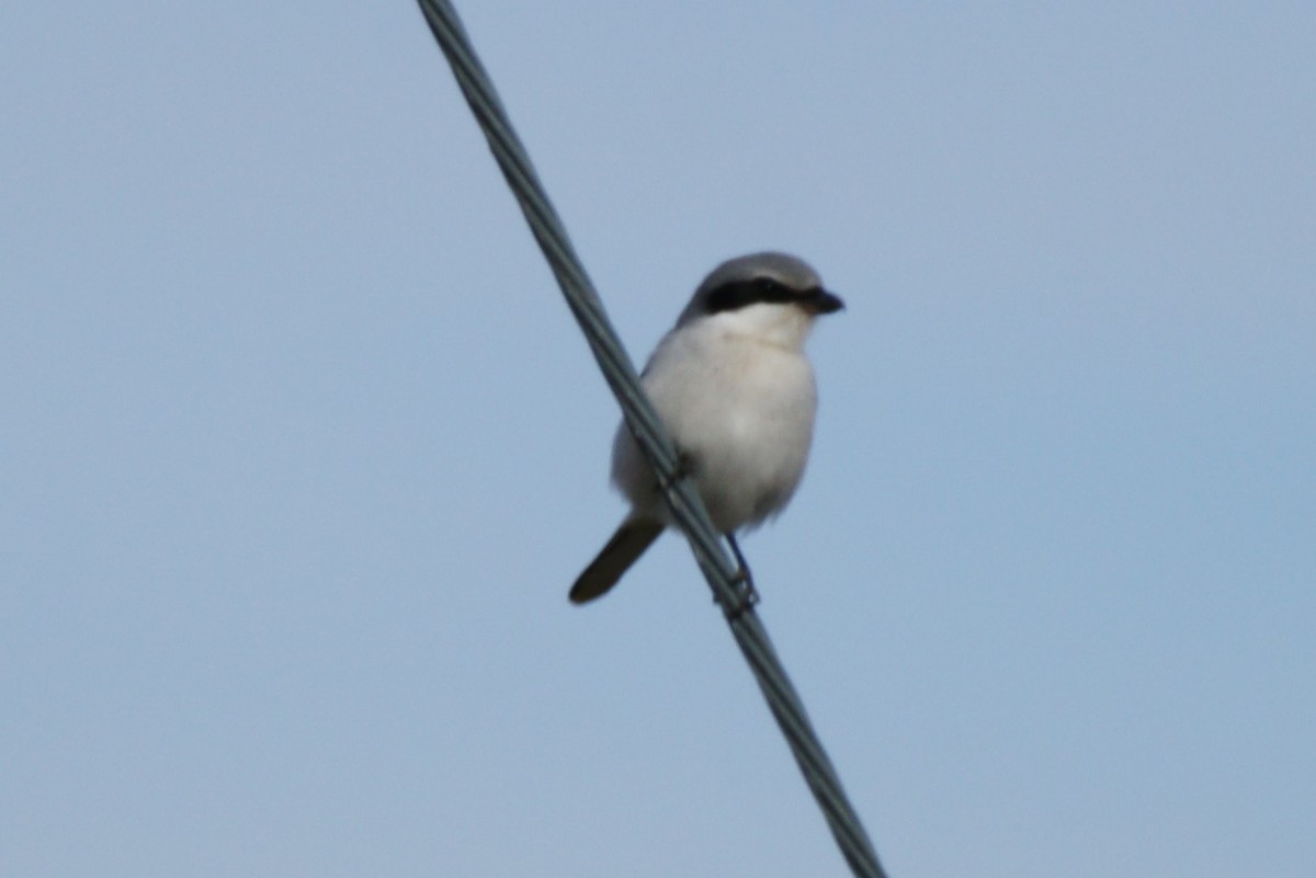 Loggerhead Shrike - ML613017606