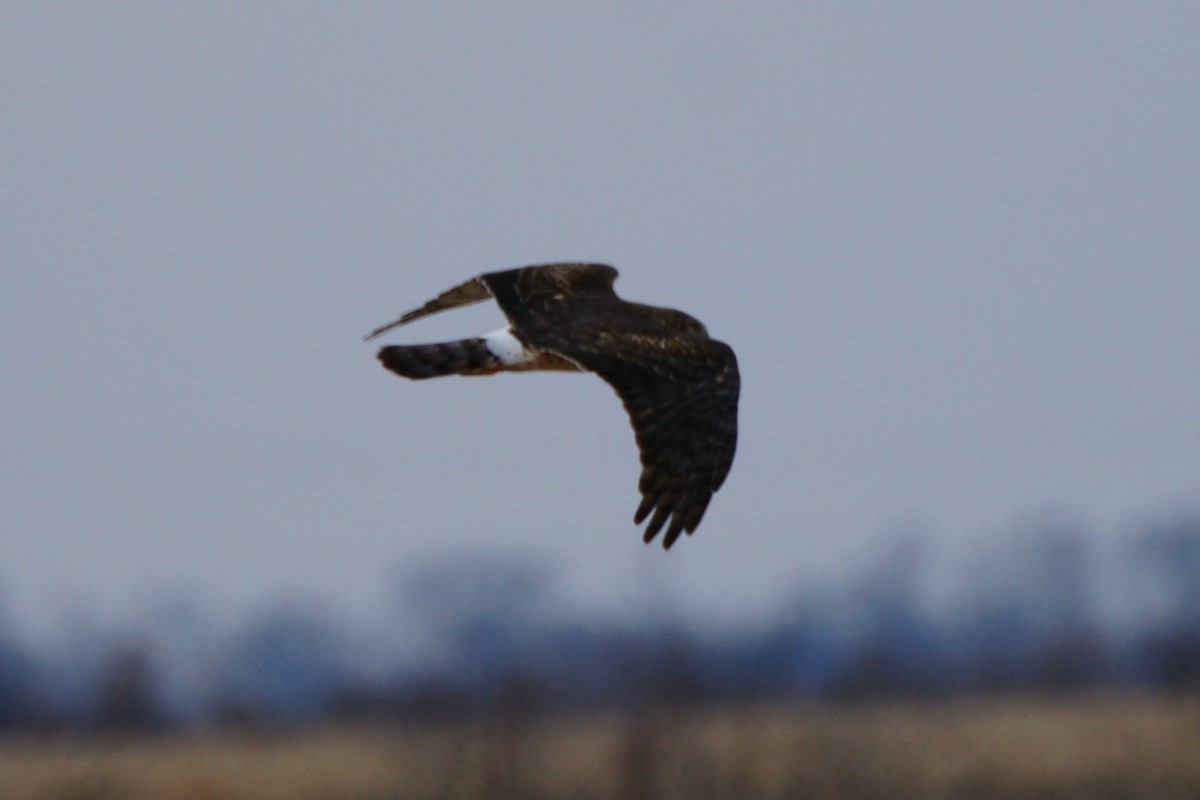 Northern Harrier - ML613017623