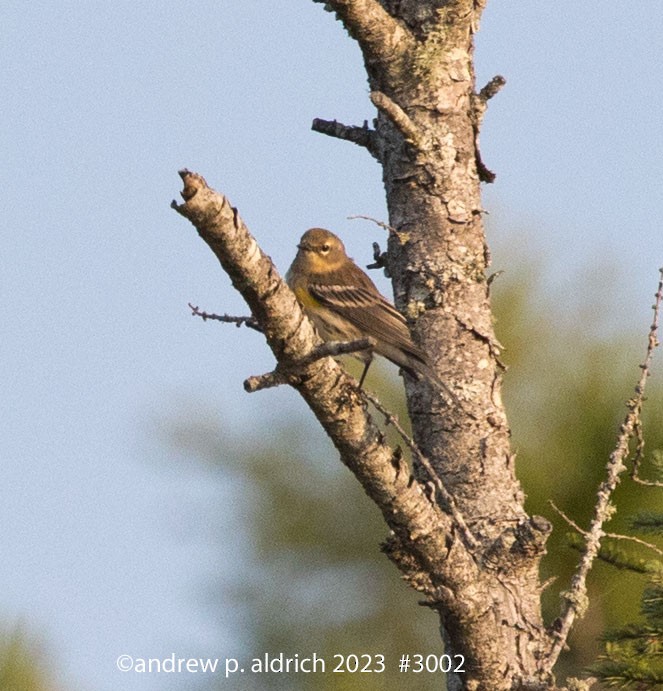 Yellow-rumped Warbler - andrew aldrich