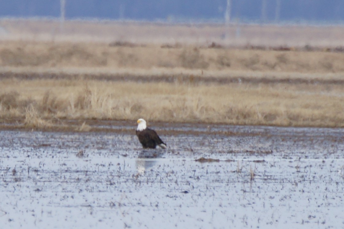 Bald Eagle - ML613017641