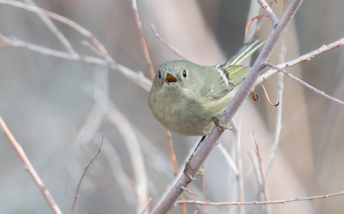 Ruby-crowned Kinglet - ML613017695