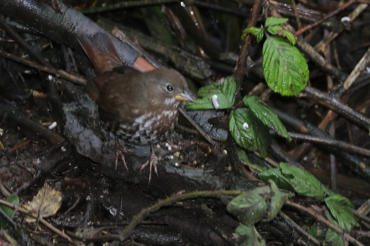 Fox Sparrow - Mario Farr