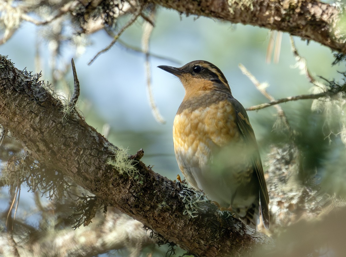 Varied Thrush - ML613017899
