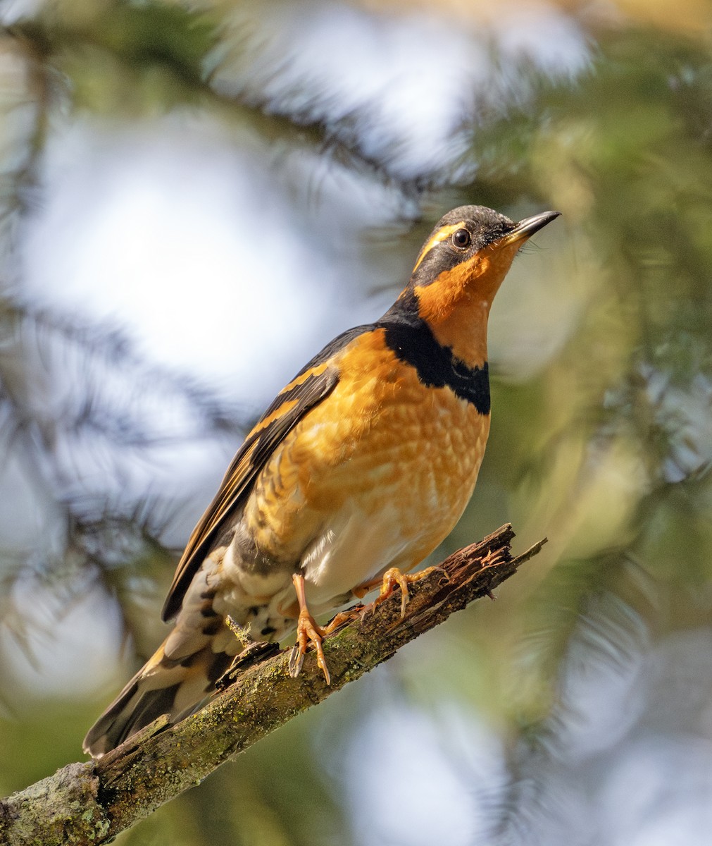 Varied Thrush - ML613017900