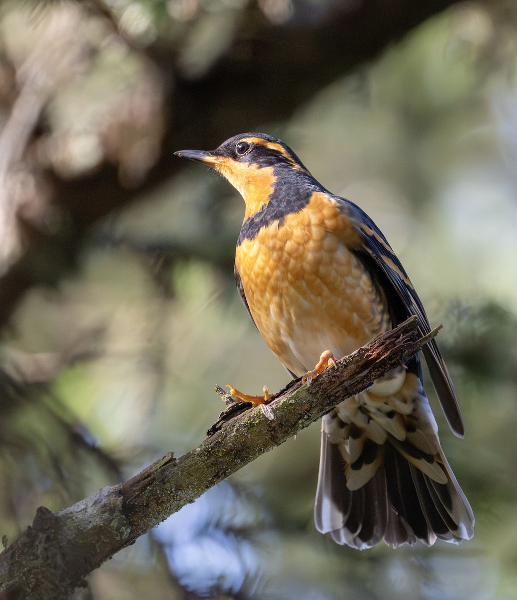 Varied Thrush - ML613017901