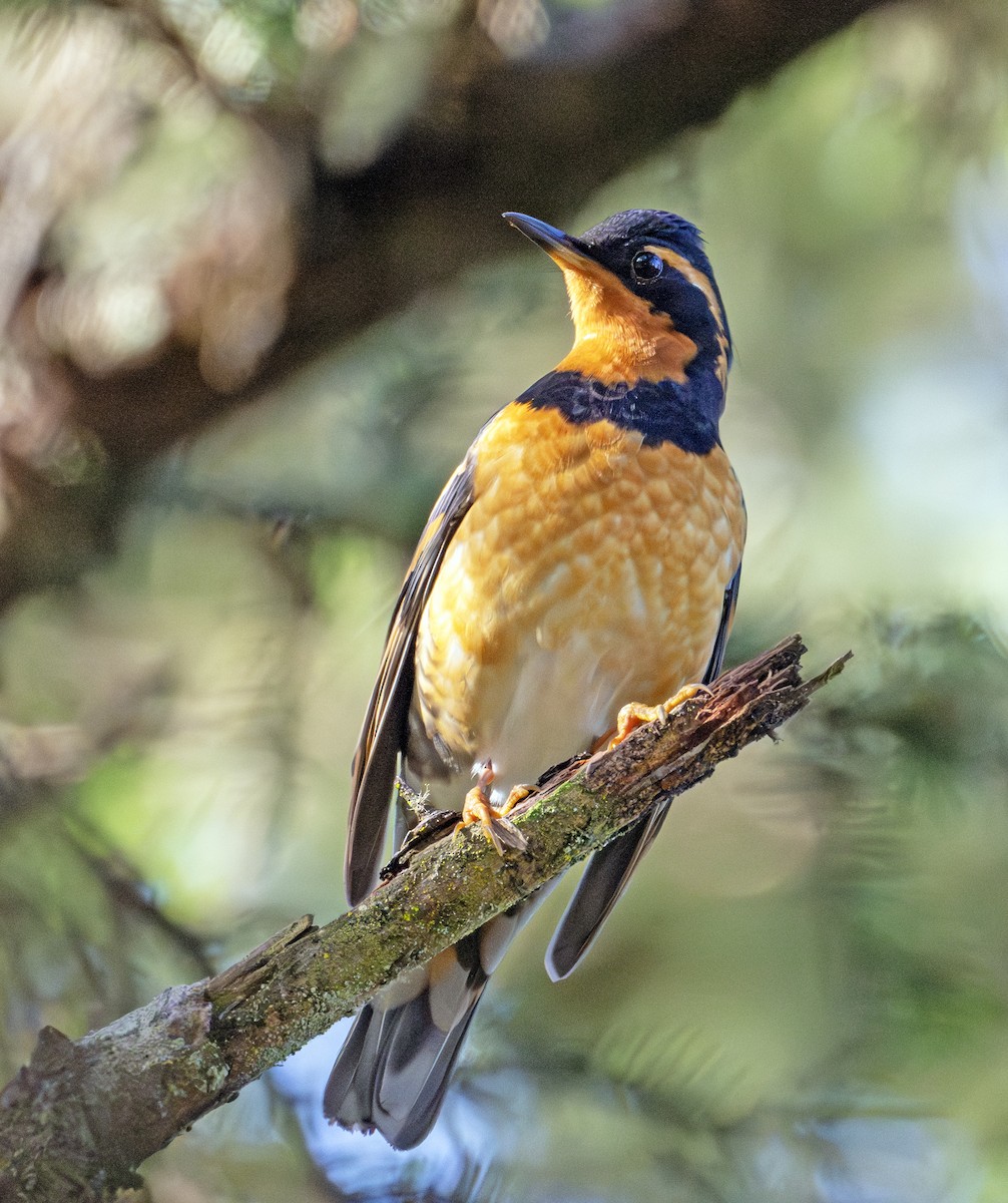Varied Thrush - ML613017903