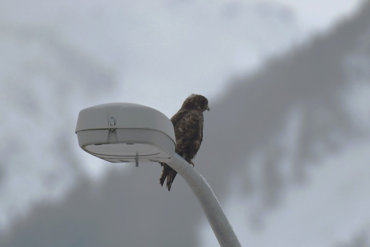 Red-tailed Hawk (Harlan's) - ML613017910