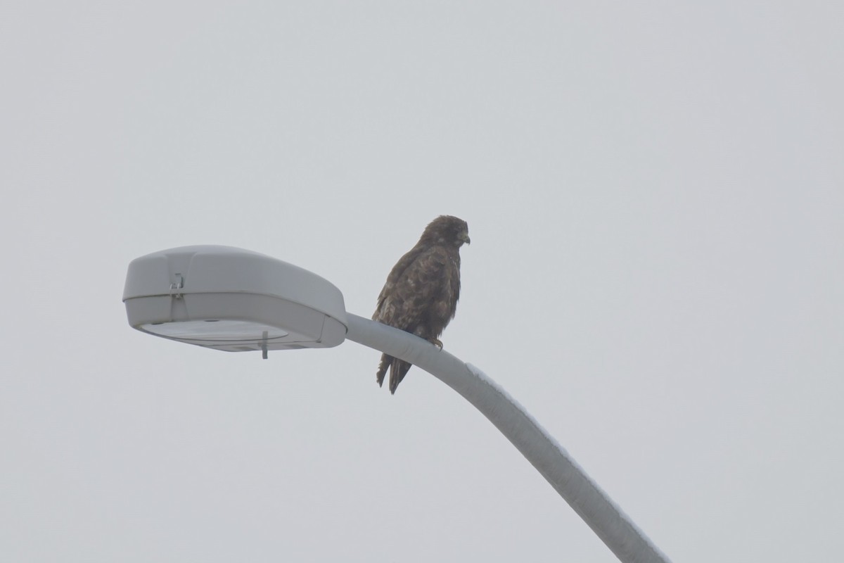 Red-tailed Hawk (Harlan's) - ML613017911