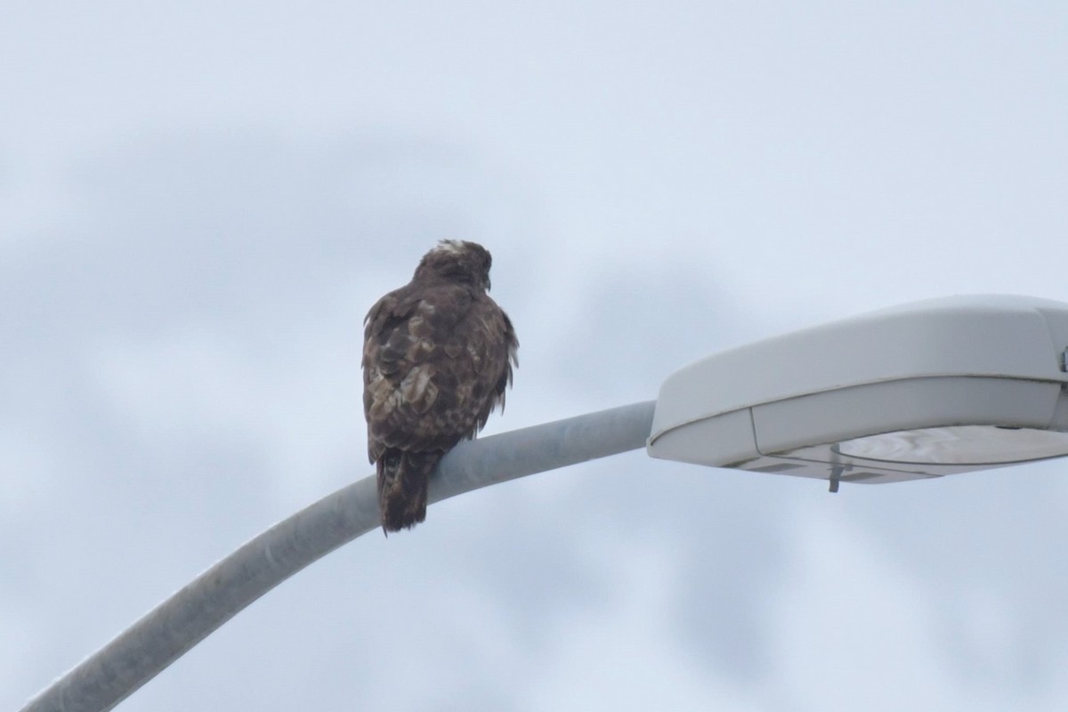 Red-tailed Hawk (Harlan's) - ML613017912