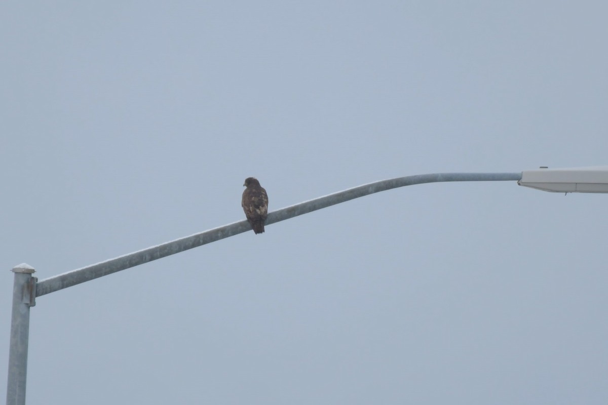 Red-tailed Hawk (Harlan's) - ML613017913