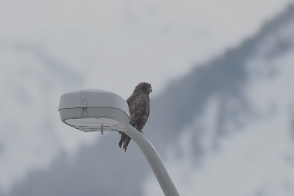 Red-tailed Hawk (Harlan's) - ML613017914