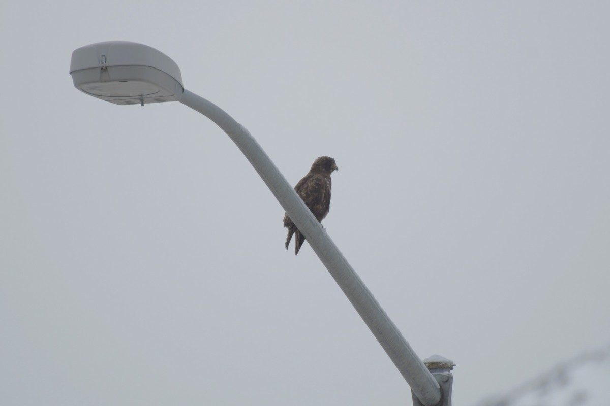 Red-tailed Hawk (Harlan's) - ML613017915