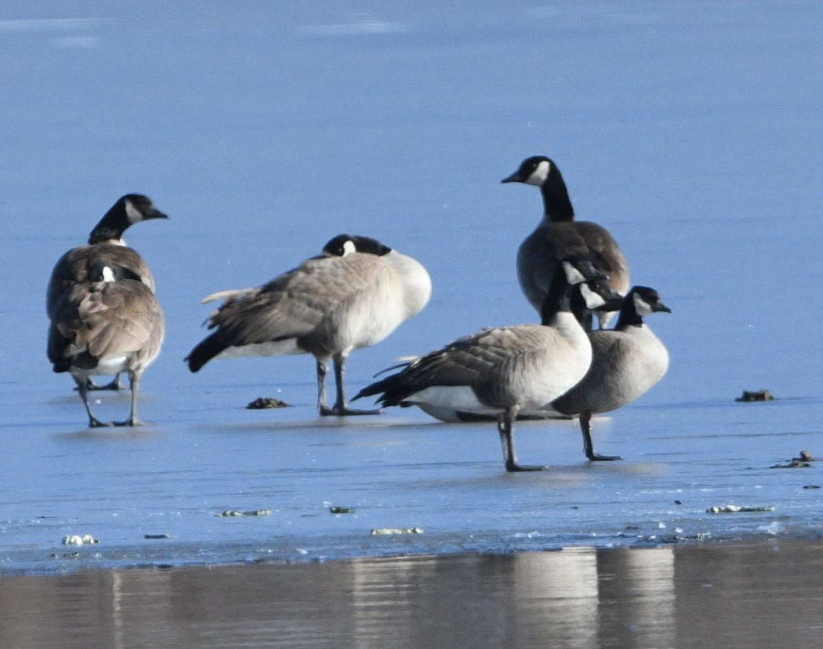 Canada Goose - ML613017916