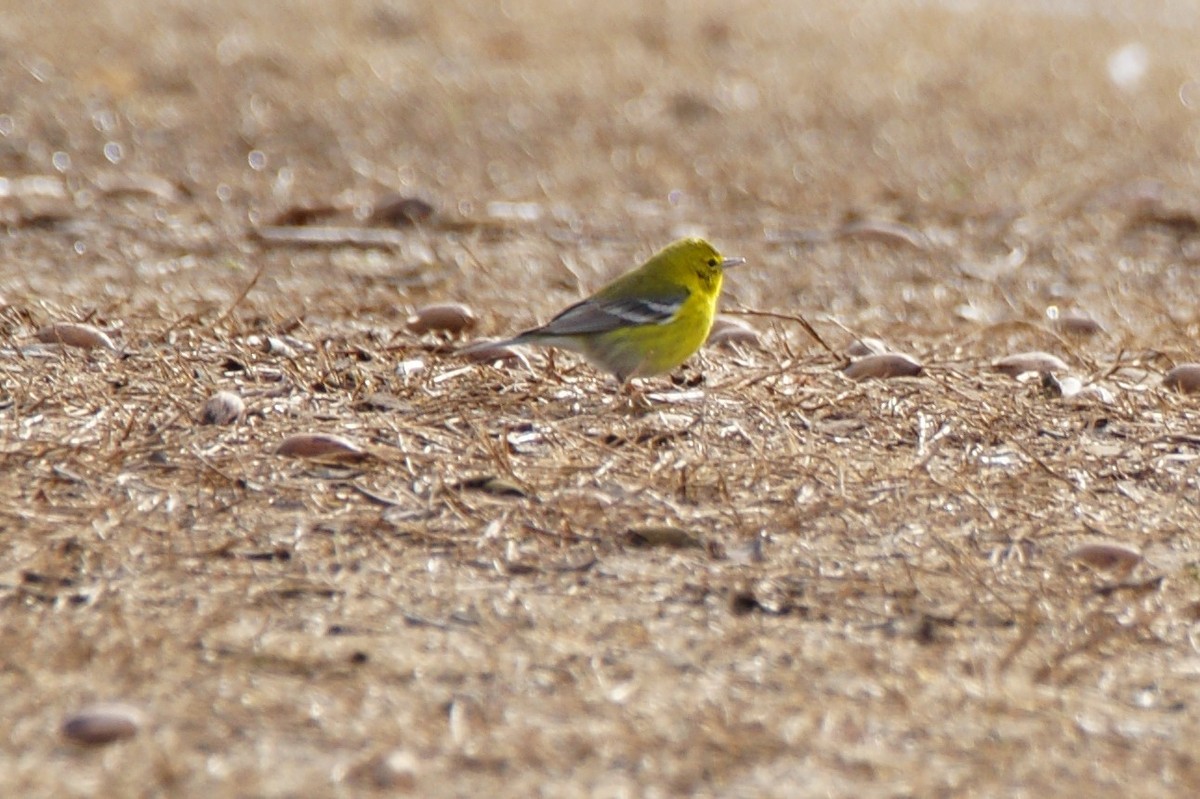 Pine Warbler - ML613018004