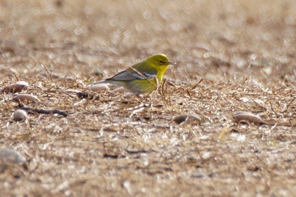 Pine Warbler - ML613018005