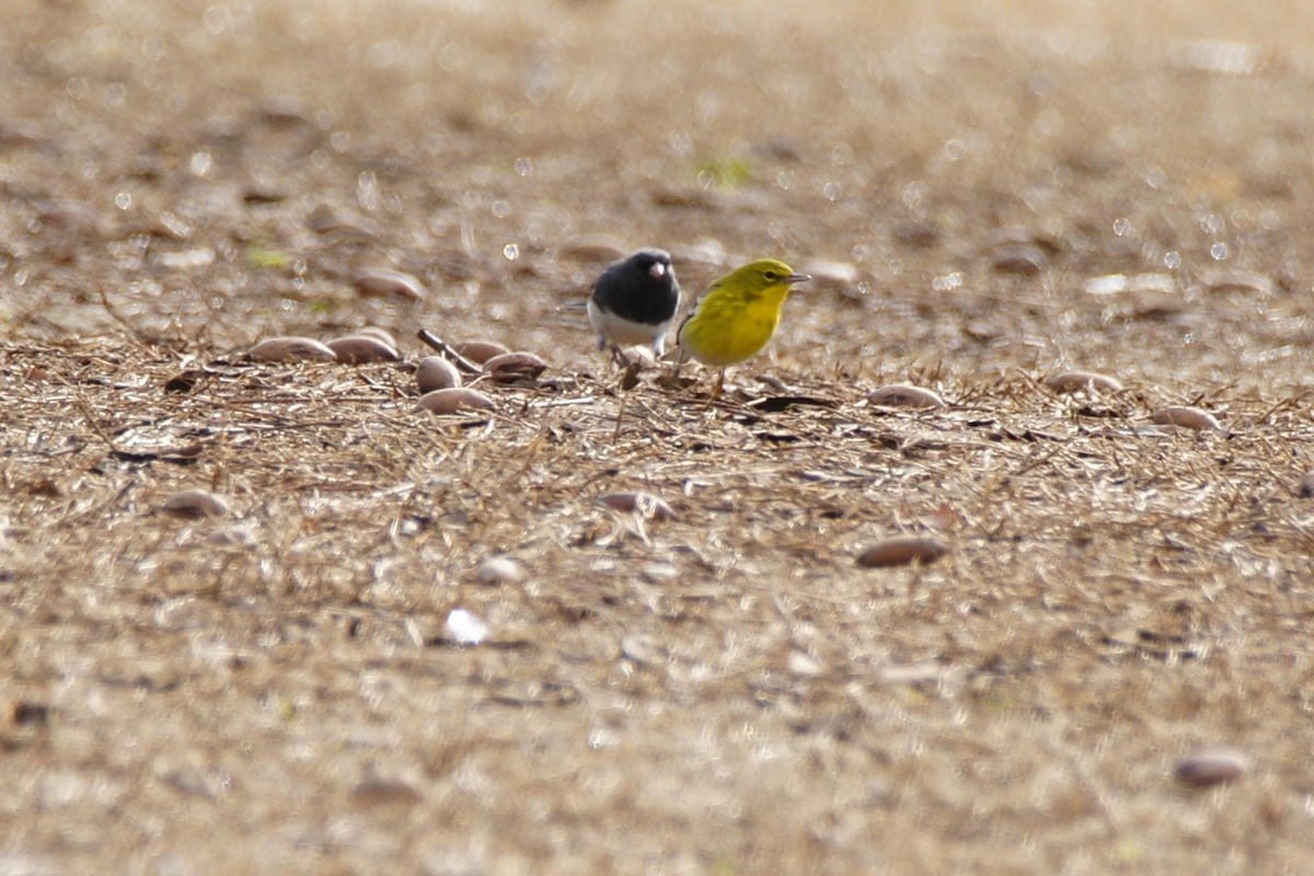 Pine Warbler - ML613018006