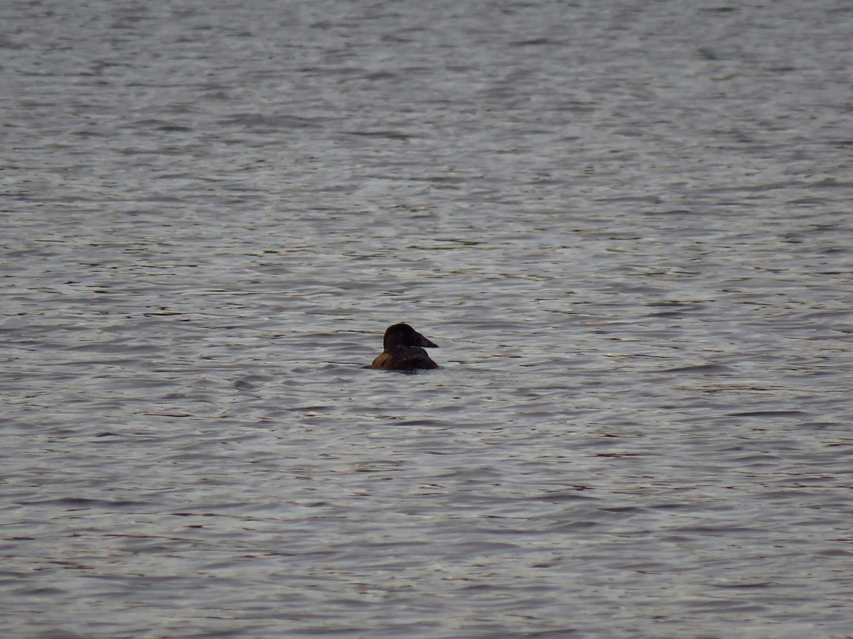 Surf Scoter - ML613018193