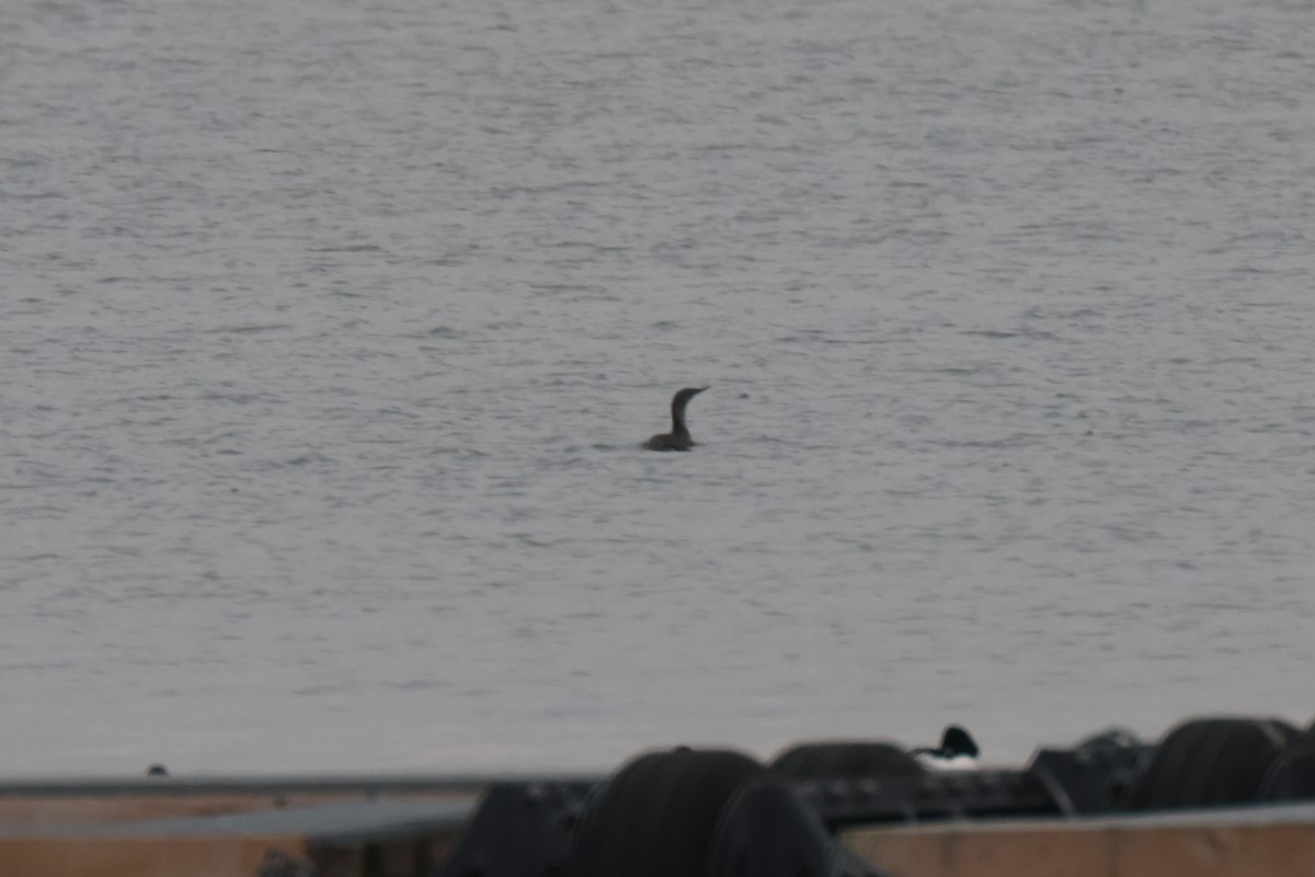 Red-throated Loon - ML613018198
