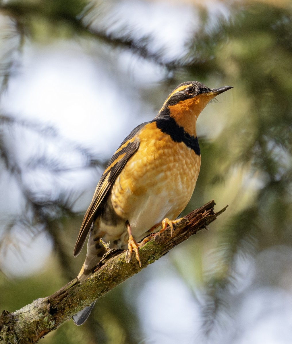 Varied Thrush - ML613018274
