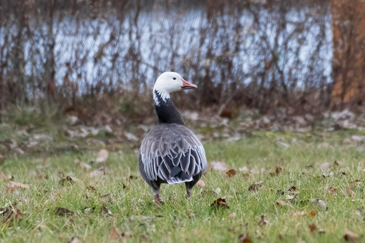 Snow Goose - ML613018384