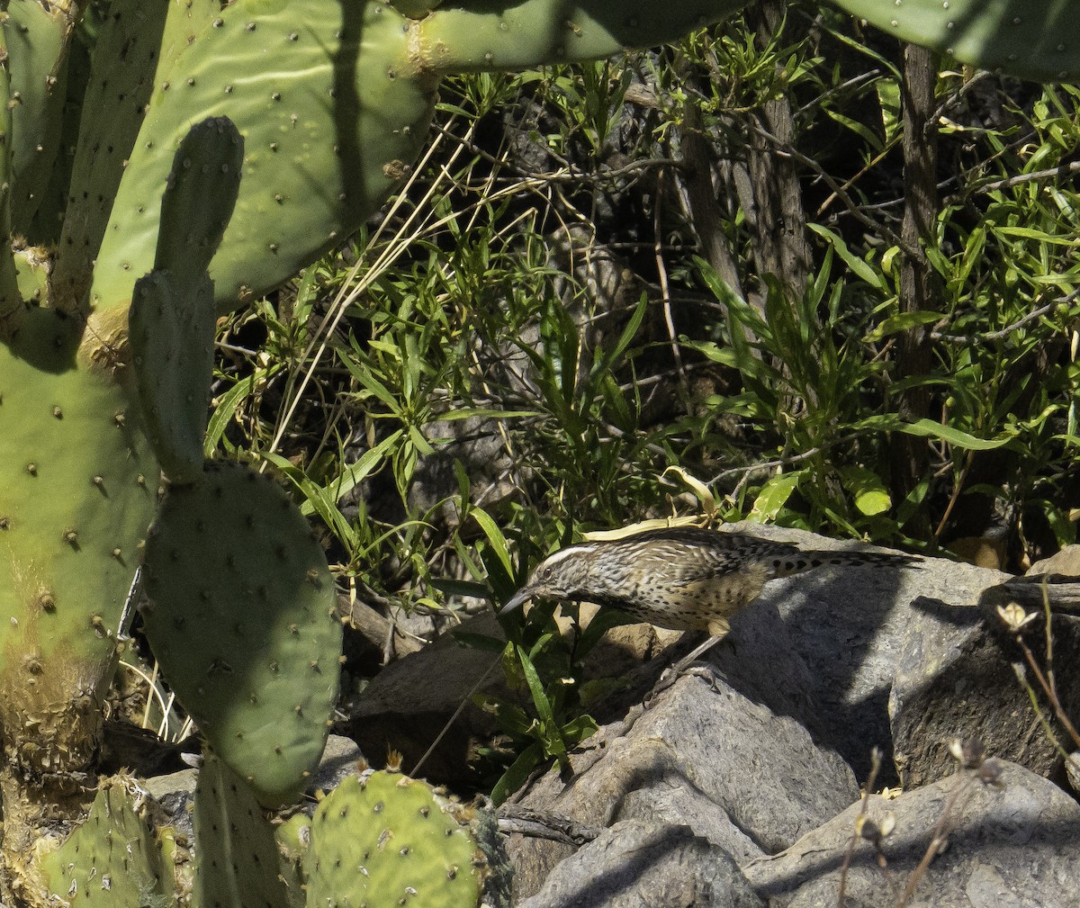 Cactus Wren - Adrienne McLeod