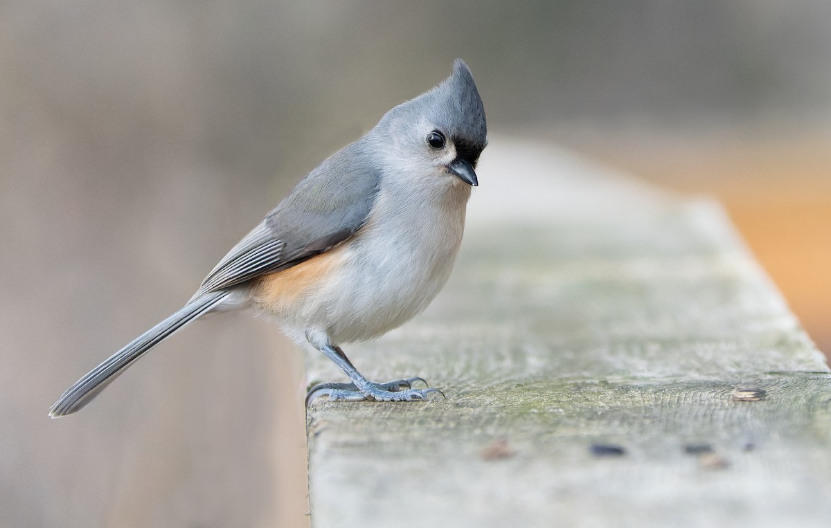 Tufted Titmouse - ML613018571