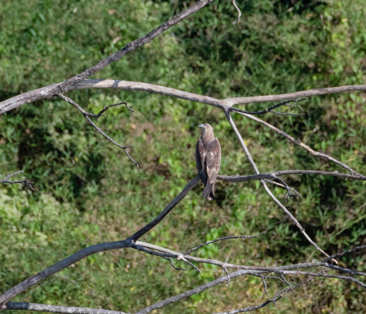 Lesser/Gray-headed Fish-Eagle - ML613018582