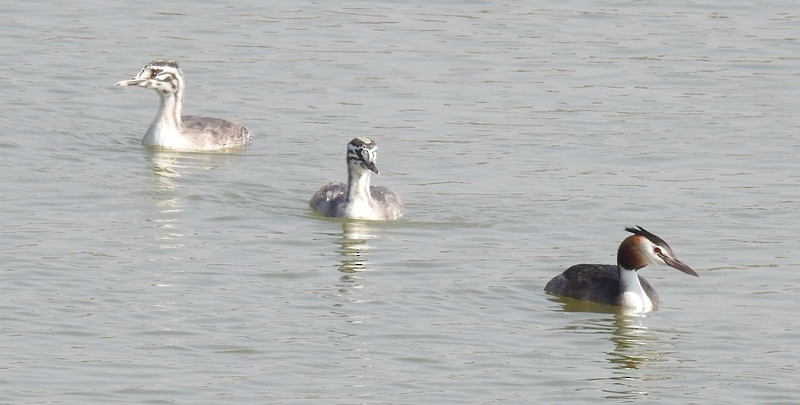 Great Crested Grebe - ML613018599