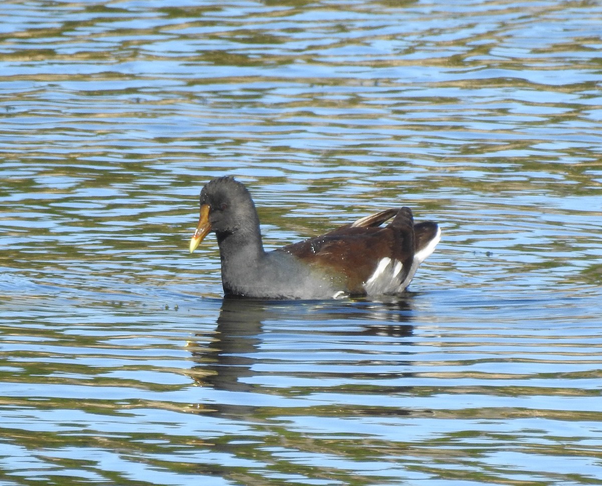 Common Gallinule - ML613018601