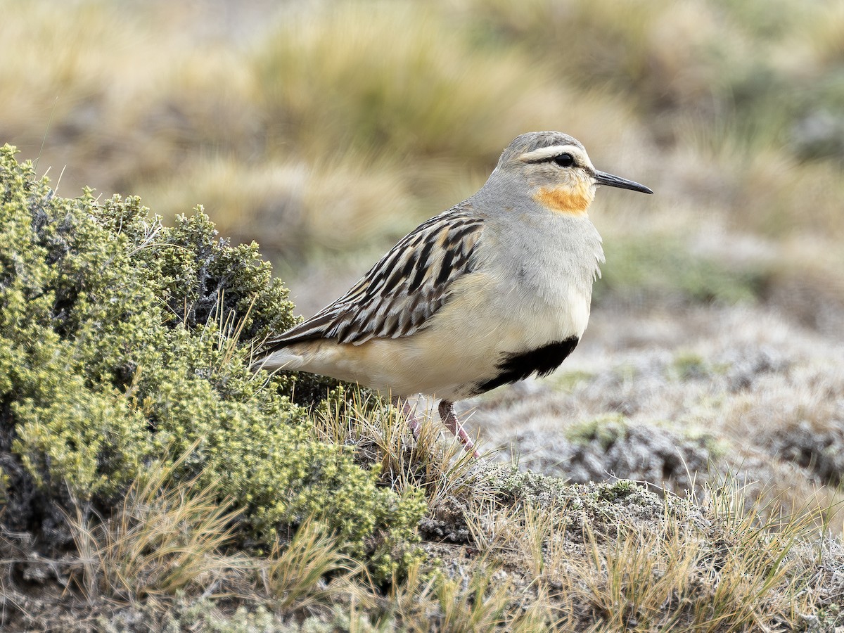 Tawny-throated Dotterel - ML613018689