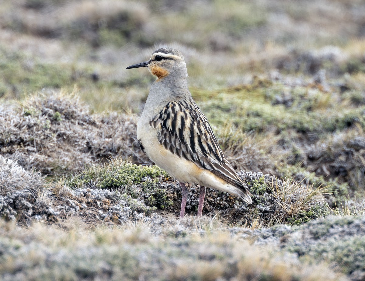 Tawny-throated Dotterel - Peter Kondrashov