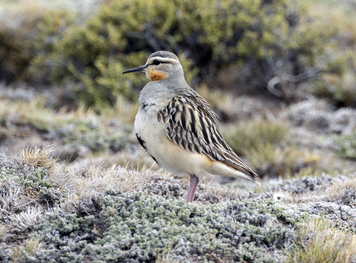 Tawny-throated Dotterel - ML613018691