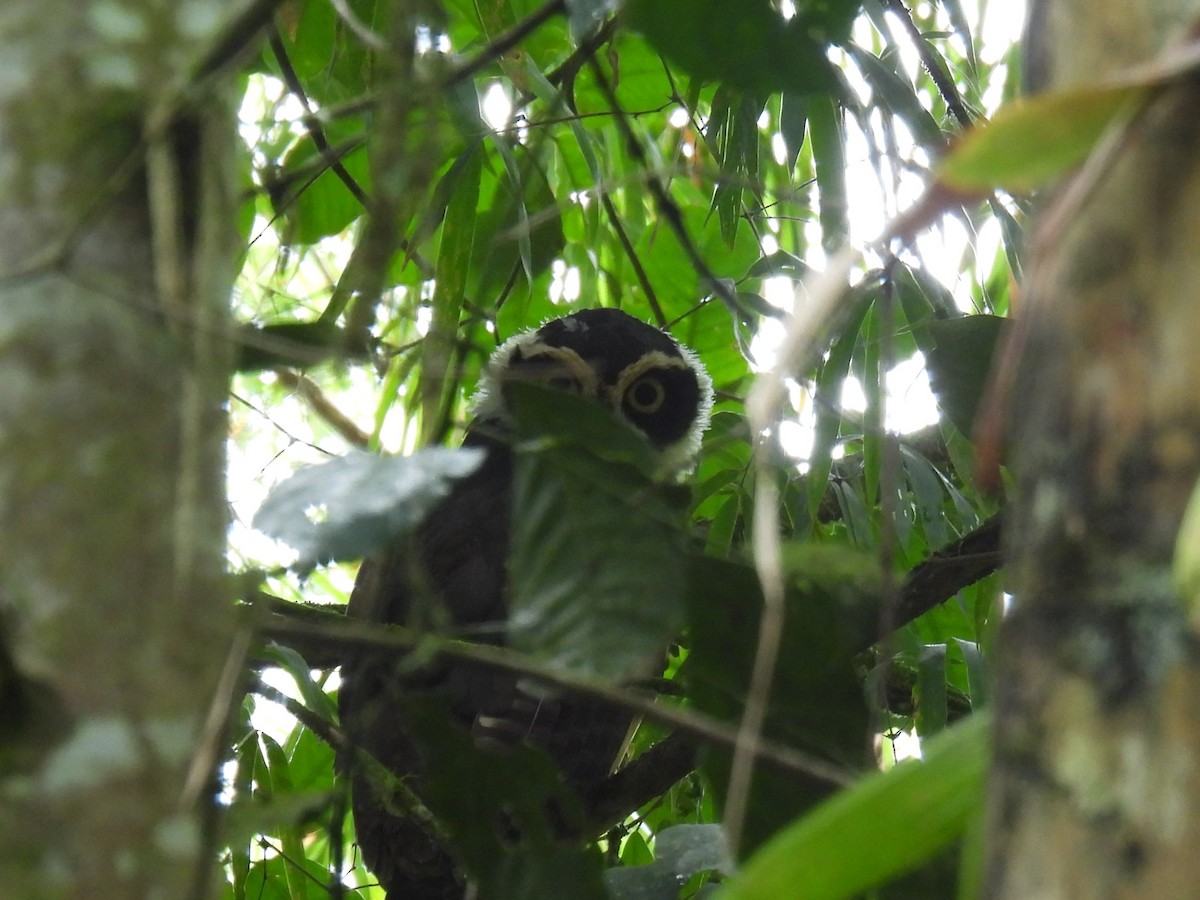 Spectacled Owl - ML613018713